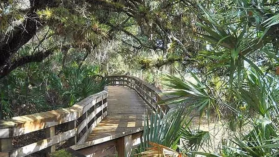 The grand oaks and cypress trees viewed in Barley Barber Swamp.